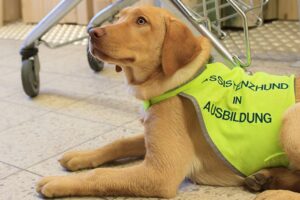 assistenzhund